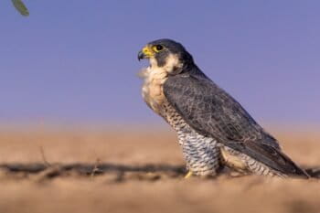 Banner image: Adult male peregrine (F. p. brookei) in Rann of Kutch, Gujarat, India. Peregrine falcons almost disappeared across North America and Europe in the early 1900s because of DDT and other pesticides.