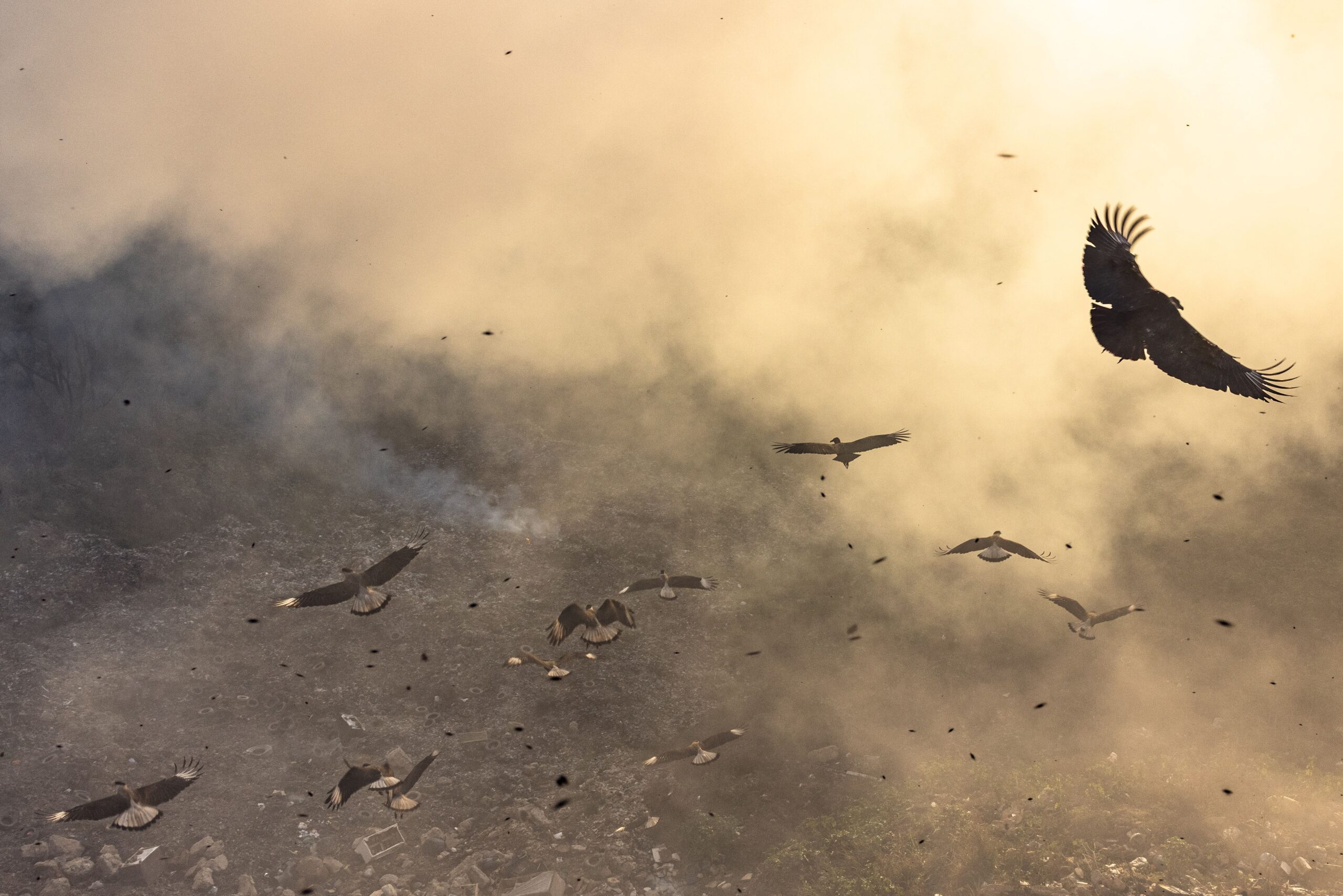 CV_Black_Carbon_Brazil_EDITORIAL_15