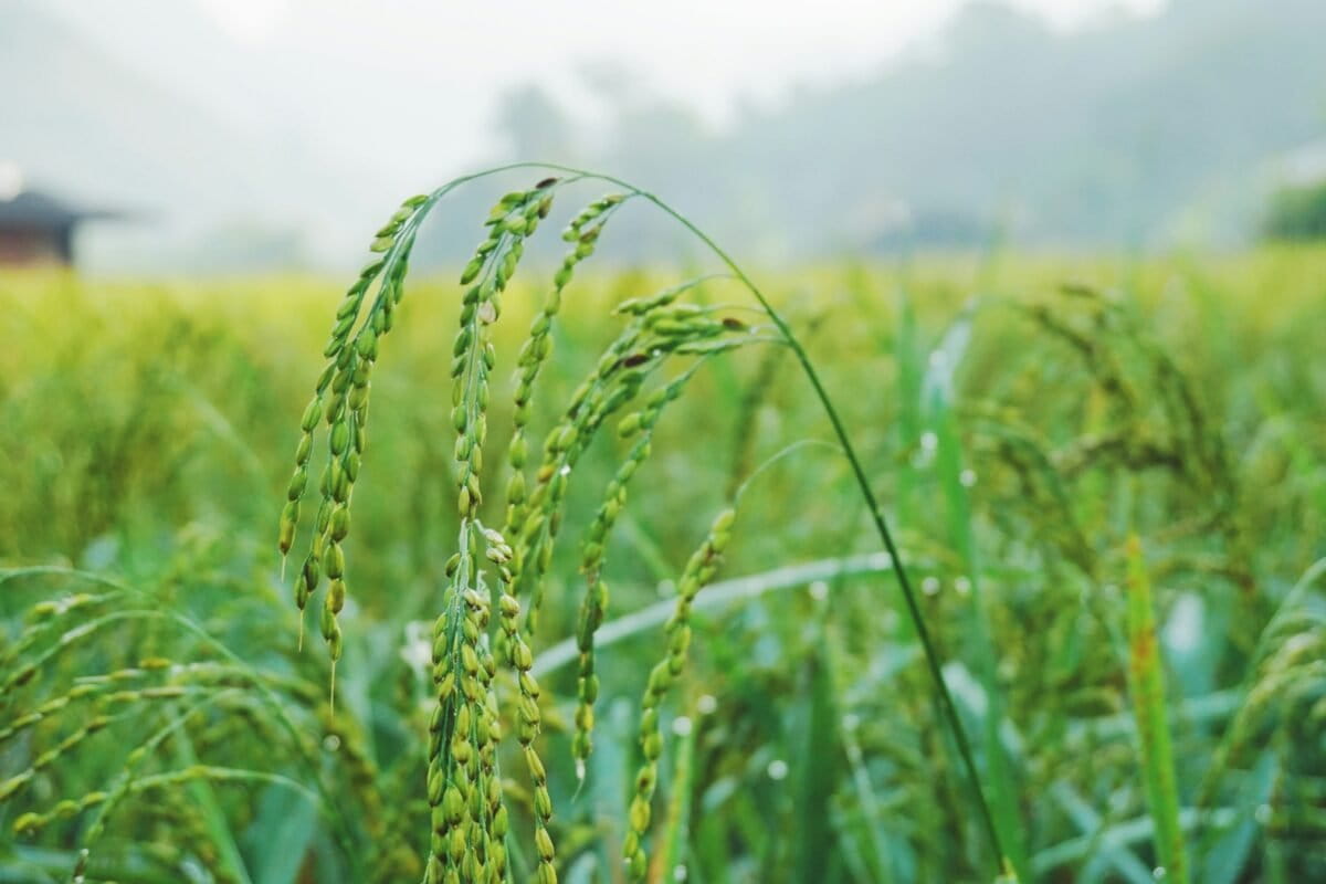 With military backing and oligarch allies, Indonesia pushes…