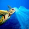A turtle consumes a plastic bag.