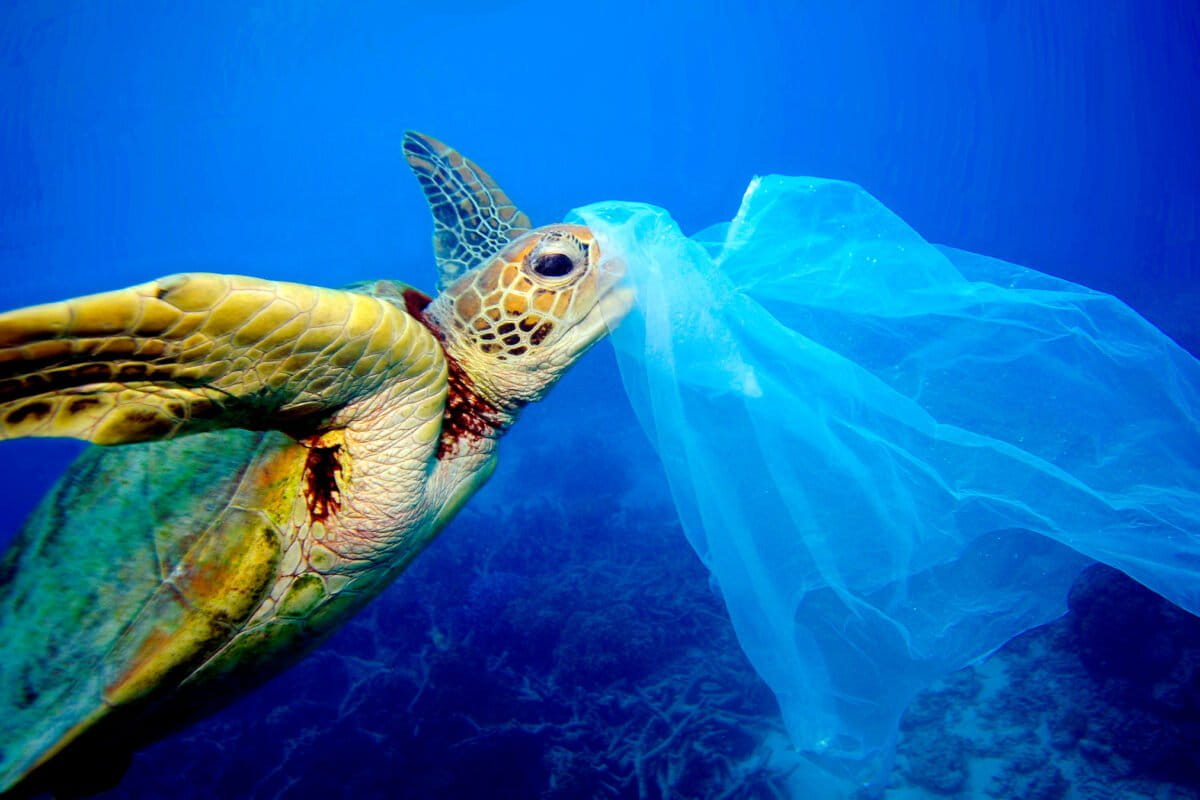 Lethal dose of plastic for seabirds and marine animals…