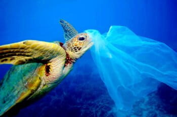 A turtle consumes a plastic bag.