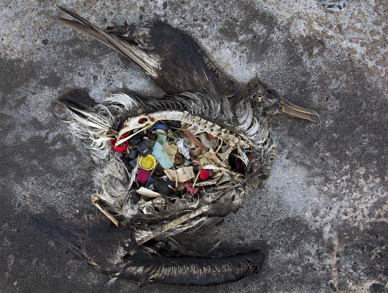 Plastic found inside a dead black-footed albatross.