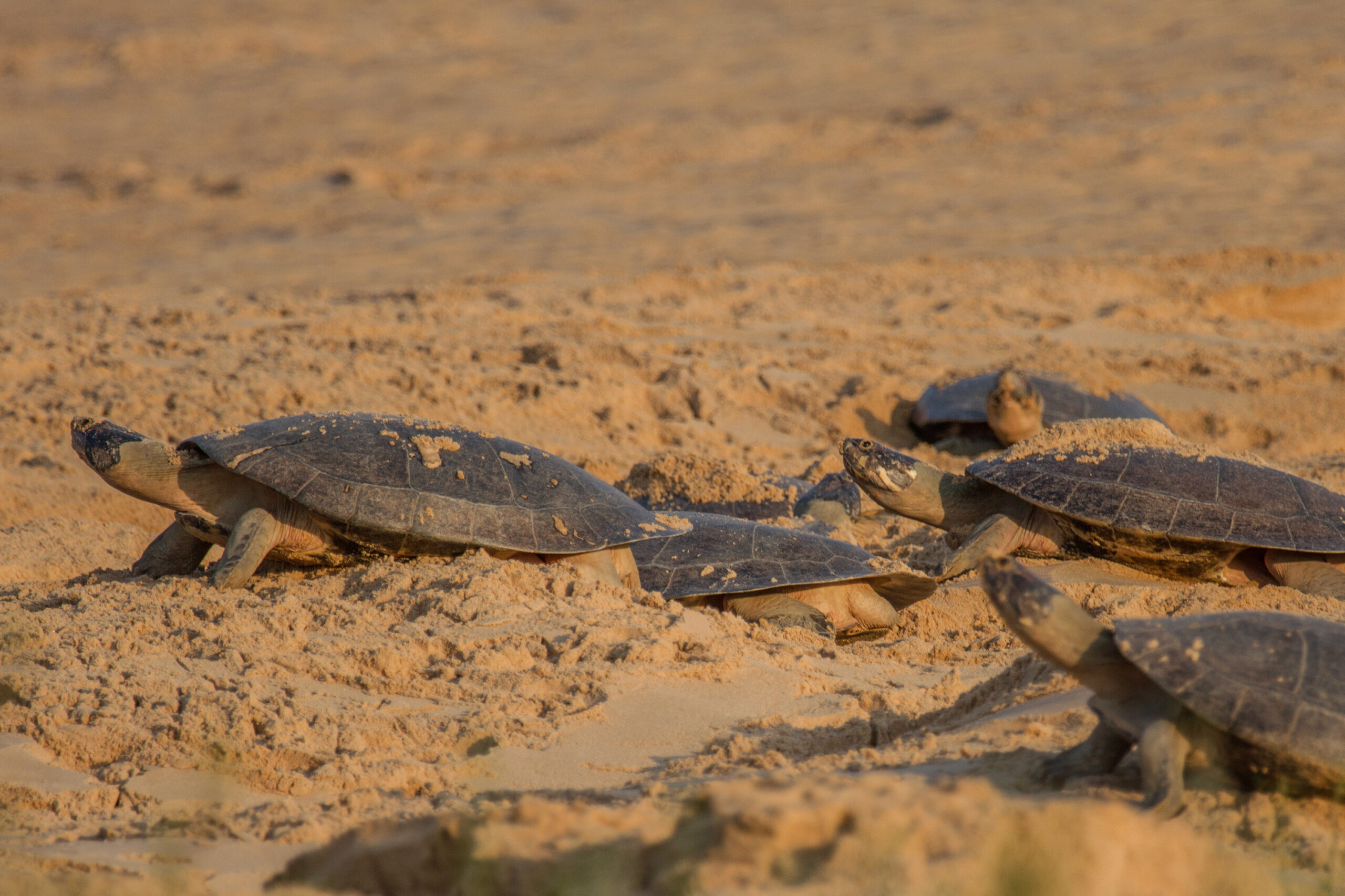 Environmentalists say traffic from large vessels could affect the migration and reproduction of Amazonian turtles in the Monte Cristo tabuleiro, one of the largest turtle sanctuaries in Brazil. Image courtesy of Roberto Lacava/Ibama.