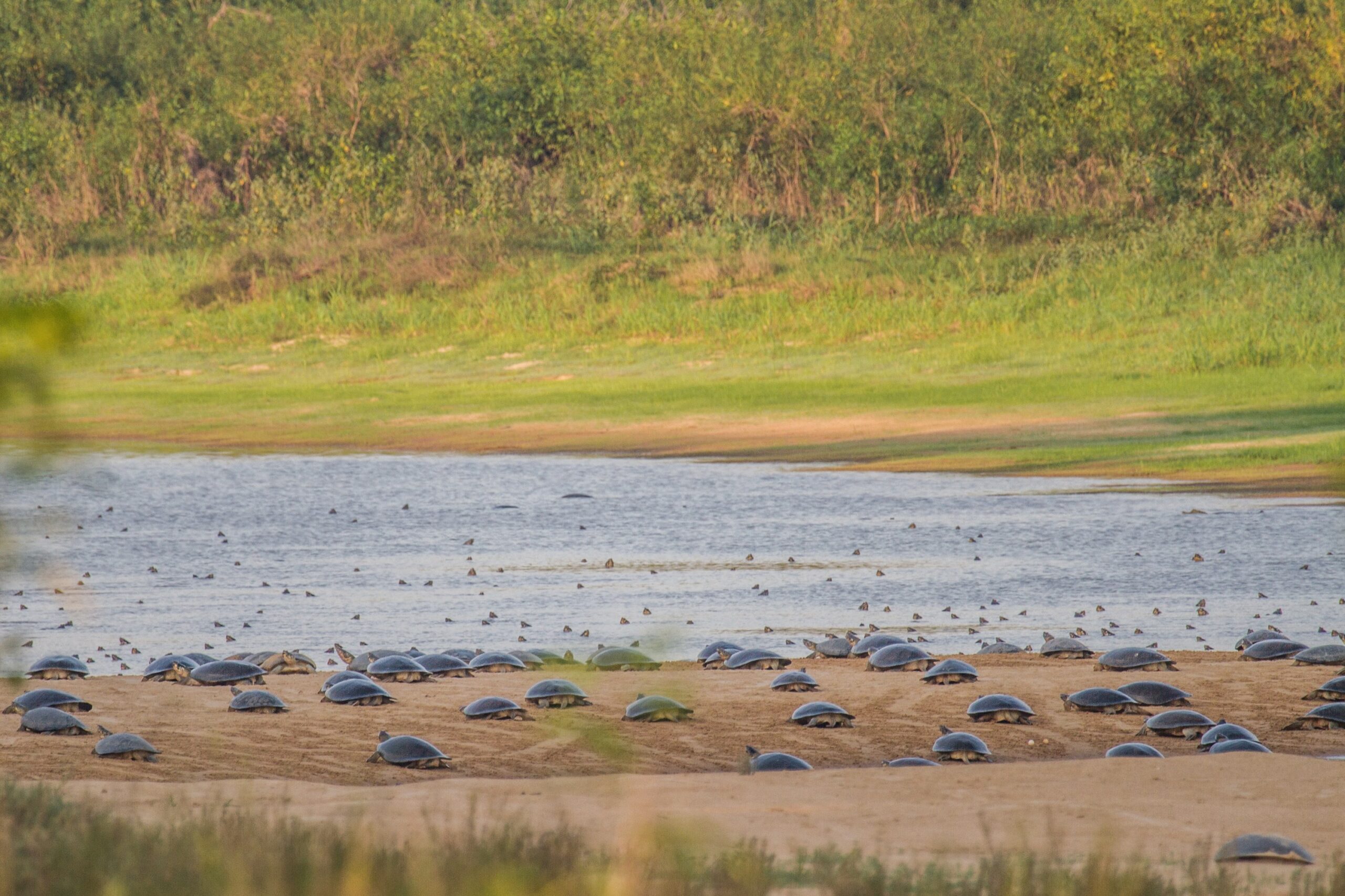 Environmentalists say traffic from large vessels could affect the migration and reproduction of Amazonian turtles in the Monte Cristo tabuleiro, one of the largest turtle sanctuaries in Brazil. Image courtesy of Roberto Lacava/Ibama. 