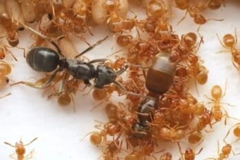 Parasitic ant queen Lasius orientalis, left, approaches the queen of L. flavus to spray her with a fluid. Image by Takasuka et al., 2025 (CC BY 4.0)