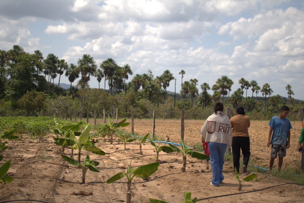 Dinheiro Sumindo? Povos Indígenas do Brasil Lutam por Financiamento Direto para Proteger a Amazônia