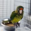 A juvenile orange-fronted parakeet seized by the U.S. Fish and Wildlife Service Office of Law Enforcement at the Otay Mesa Port of Entry in California.