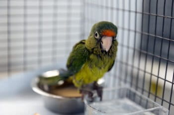 A juvenile orange-fronted parakeet seized by the U.S. Fish and Wildlife Service Office of Law Enforcement at the Otay Mesa Port of Entry in California.