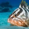 Nassau grouper.