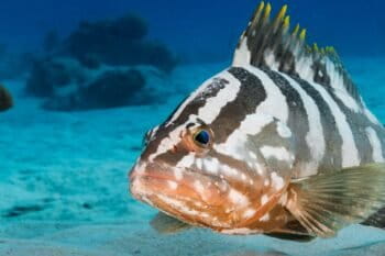 Nassau grouper.