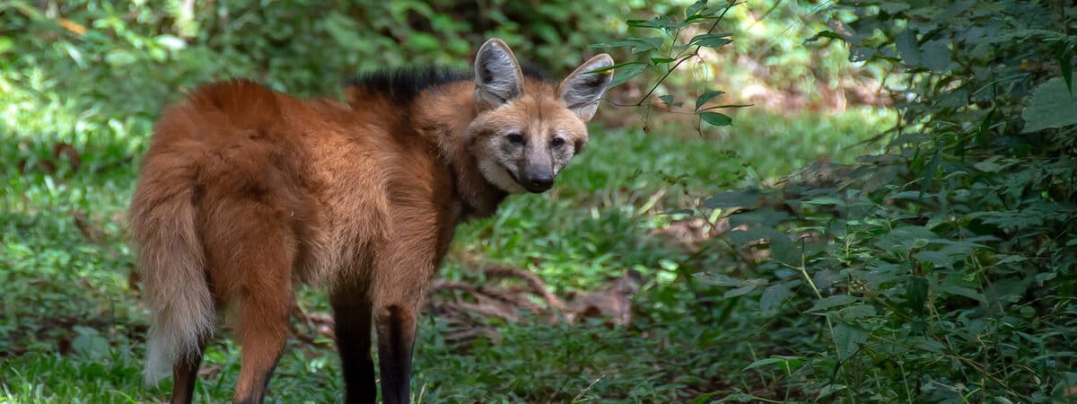 The land deal threatening a vital piece of Bolivia’s…