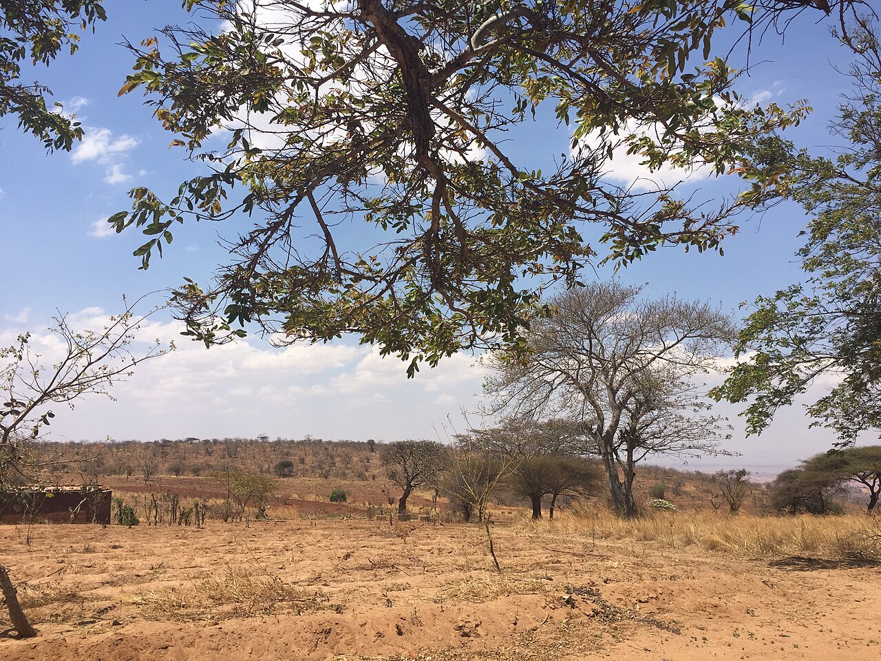 A rural community in Tanzania facing drought and food insecurity. Image by Code Innovation via Wikimedia Commons (CC BY-SA 4.0)
