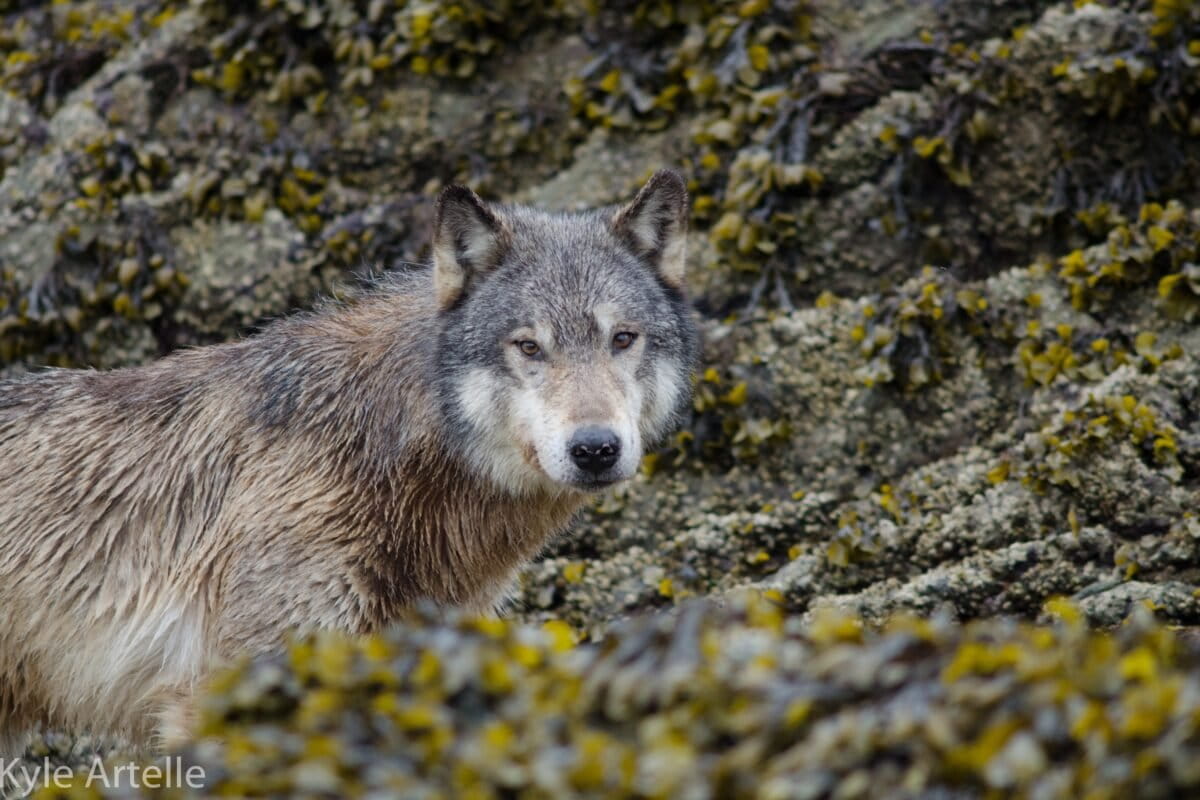 Wolf hauls up crab trap to eat bait, hinting at possible…