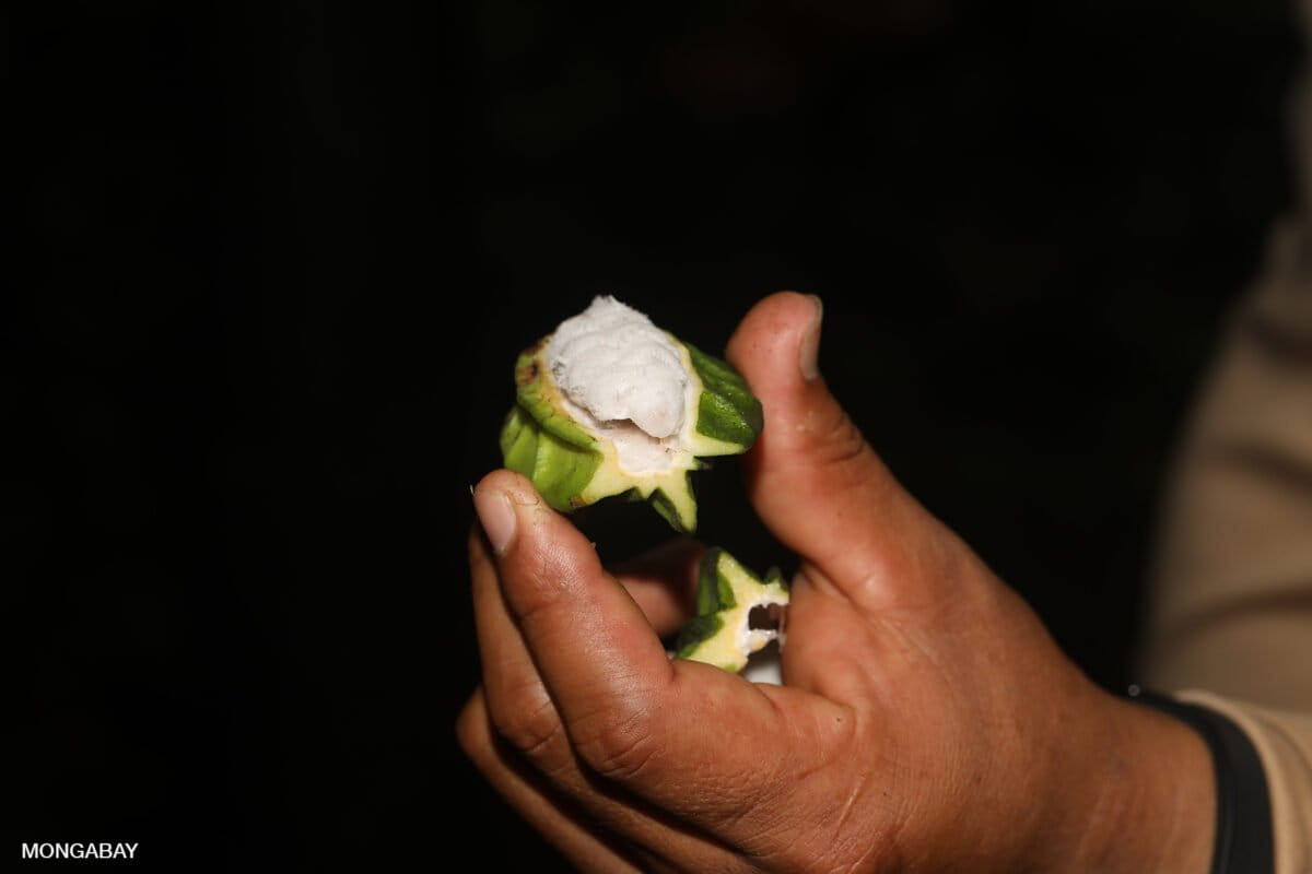 Cacao pod in the Amazon. Photo by Rhett A. Butler / Mongabay