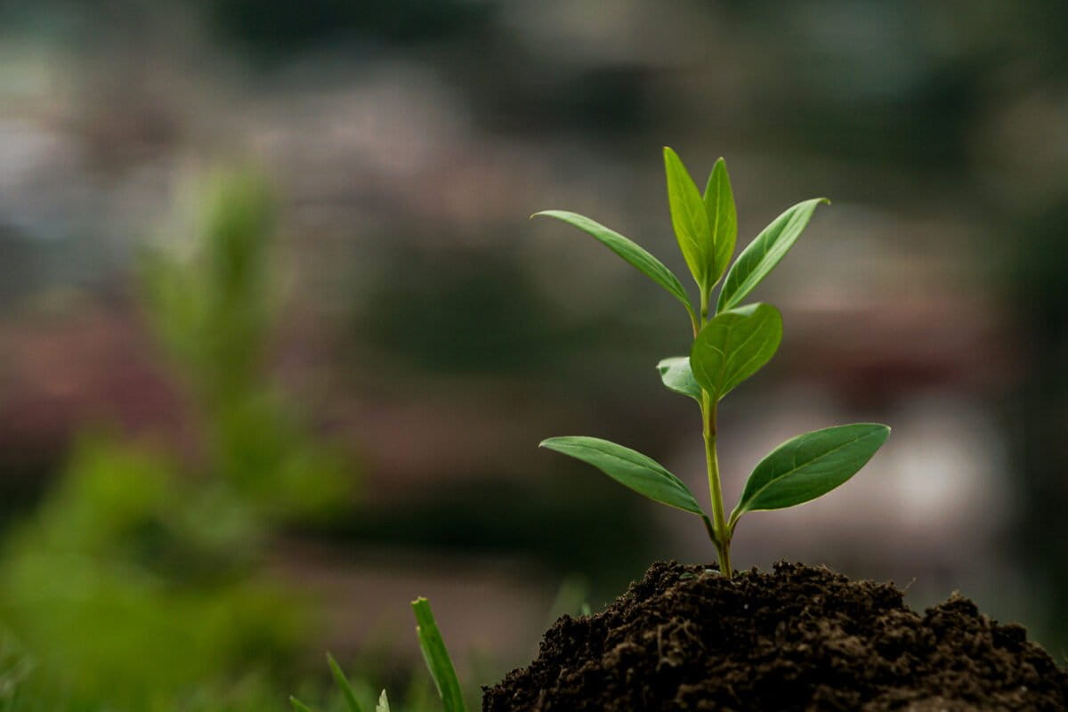 In Thailand, a cheap bottle crate hack gives tree saplings a fighting chance