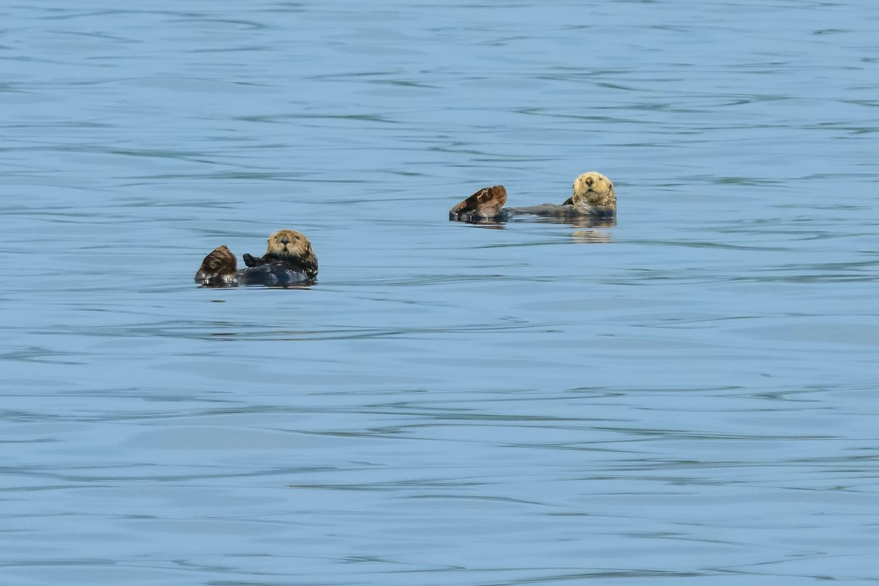 ‘Forever chemical’ contamination could undermine sea otters’ fragile recovery in Canada – Mongabay