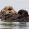 A sea otter