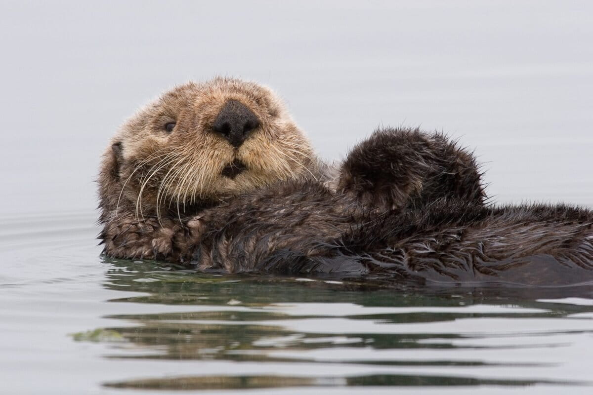 ‘Forever chemical’ contamination could undermine sea otters’ fragile recovery in Canada