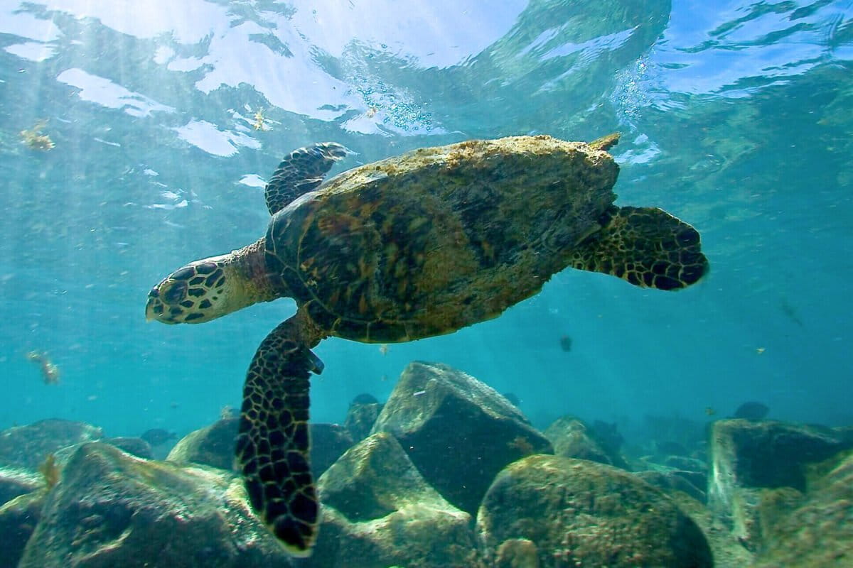 Abrolhos: A South Atlantic marine treasure in need of protection