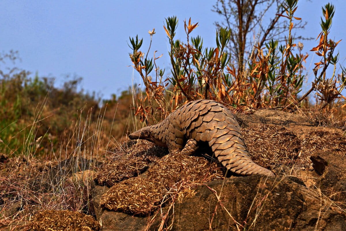 Protecting pangolins IRL, not just on paper: Interview with conservationist Kumar Paudel