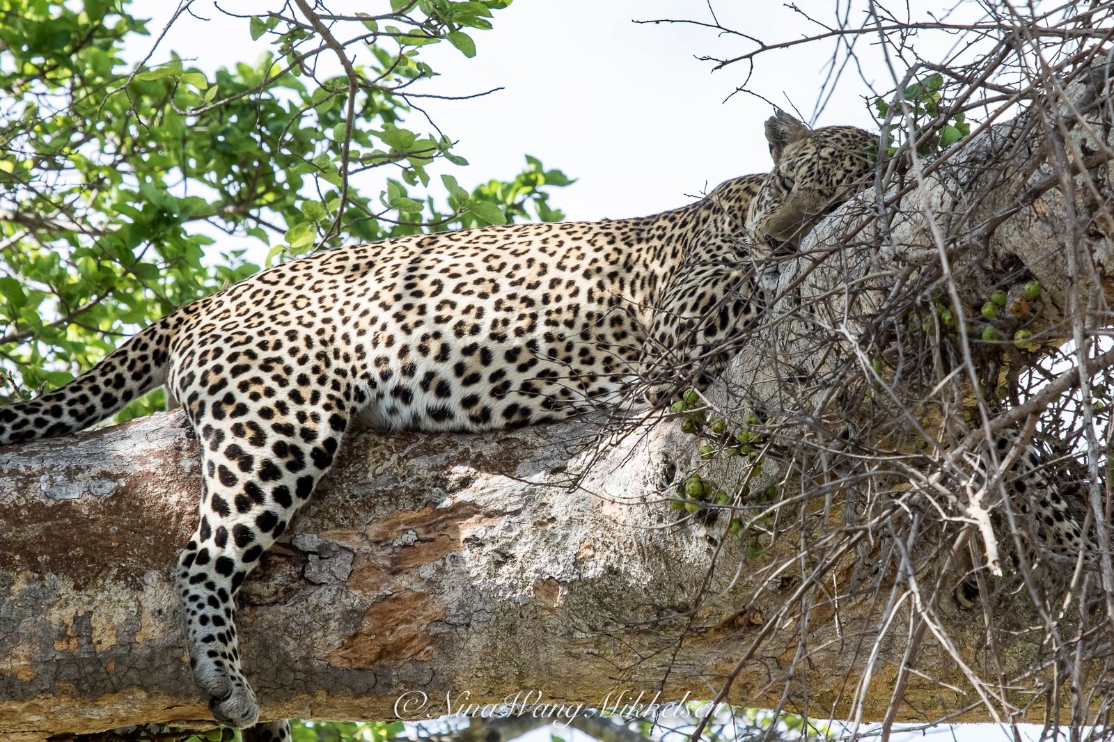 Leopard (Panthera pardus) at the conservancy. Image © Nina Wang Mikkelsen, courtesy of Nashulai Maasai Conservancy.