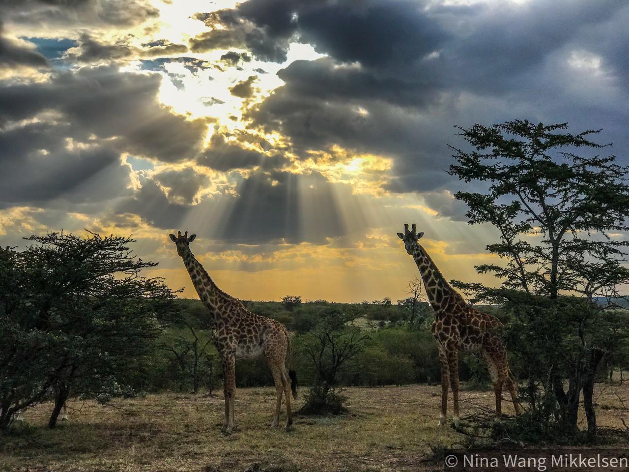 Giraffes (Giraffa tippelskirchi) in the conservancy. Image © Nina Wang Mikkelsen, courtesy of Nashulai Maasai Conservancy.