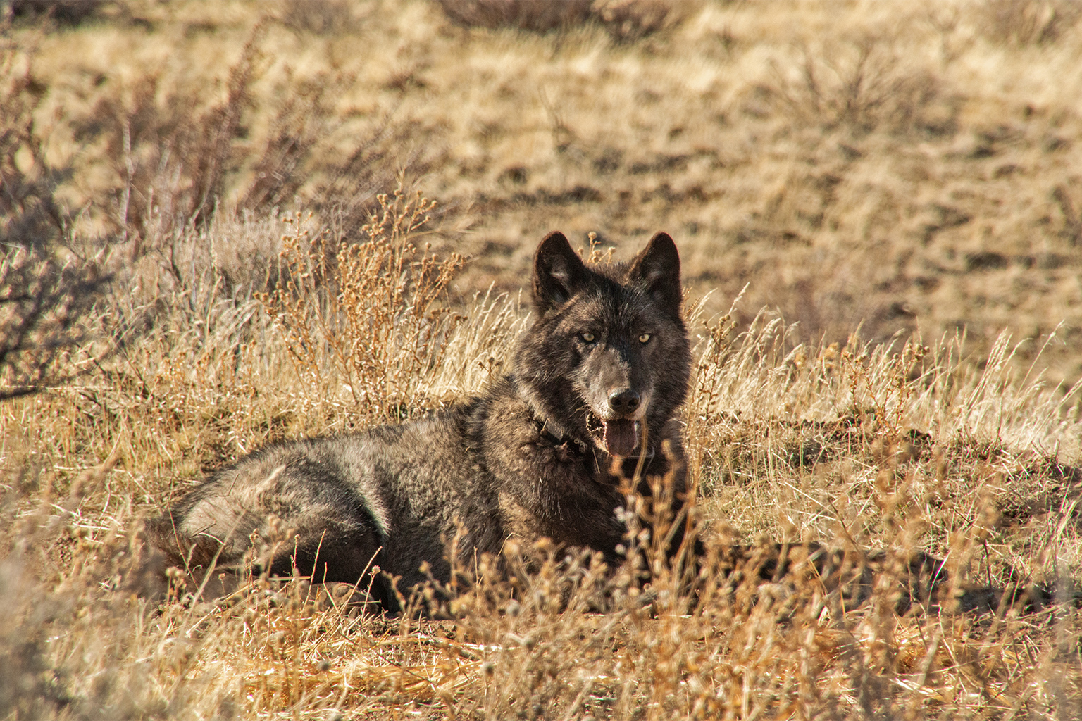 Gray wolf with black coloration from California.