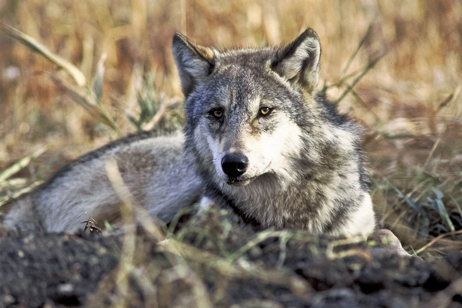 Wolves are a protected species, and killing them is only permitted when they pose a demonstrable threat to human safety, according to federal regulations.
