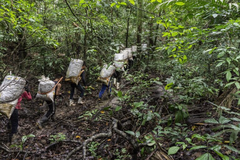 The Wai Wai Indigenous people carry Brazil nuts through the rainforest in 50-kilo bags.