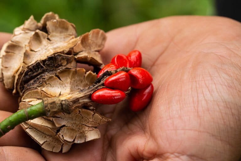 Fruit from the 70 last known adults of the endangered tree Magnolia polyhypsophylla.