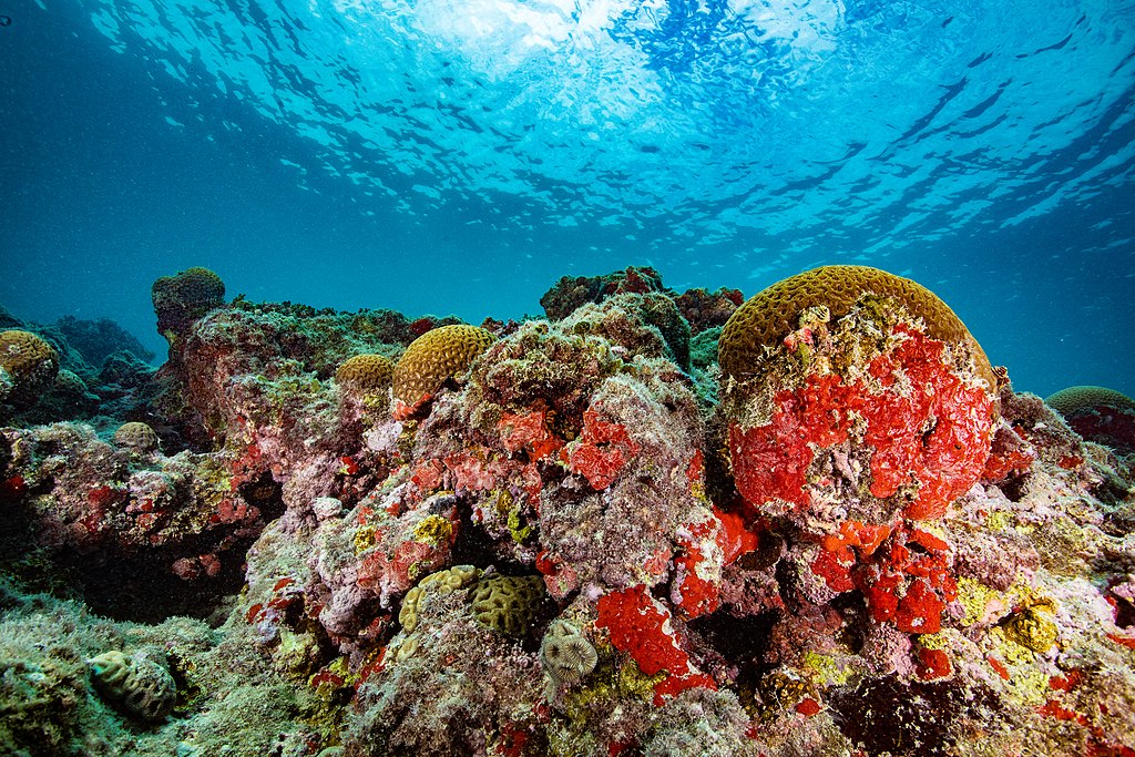 Coral landscape