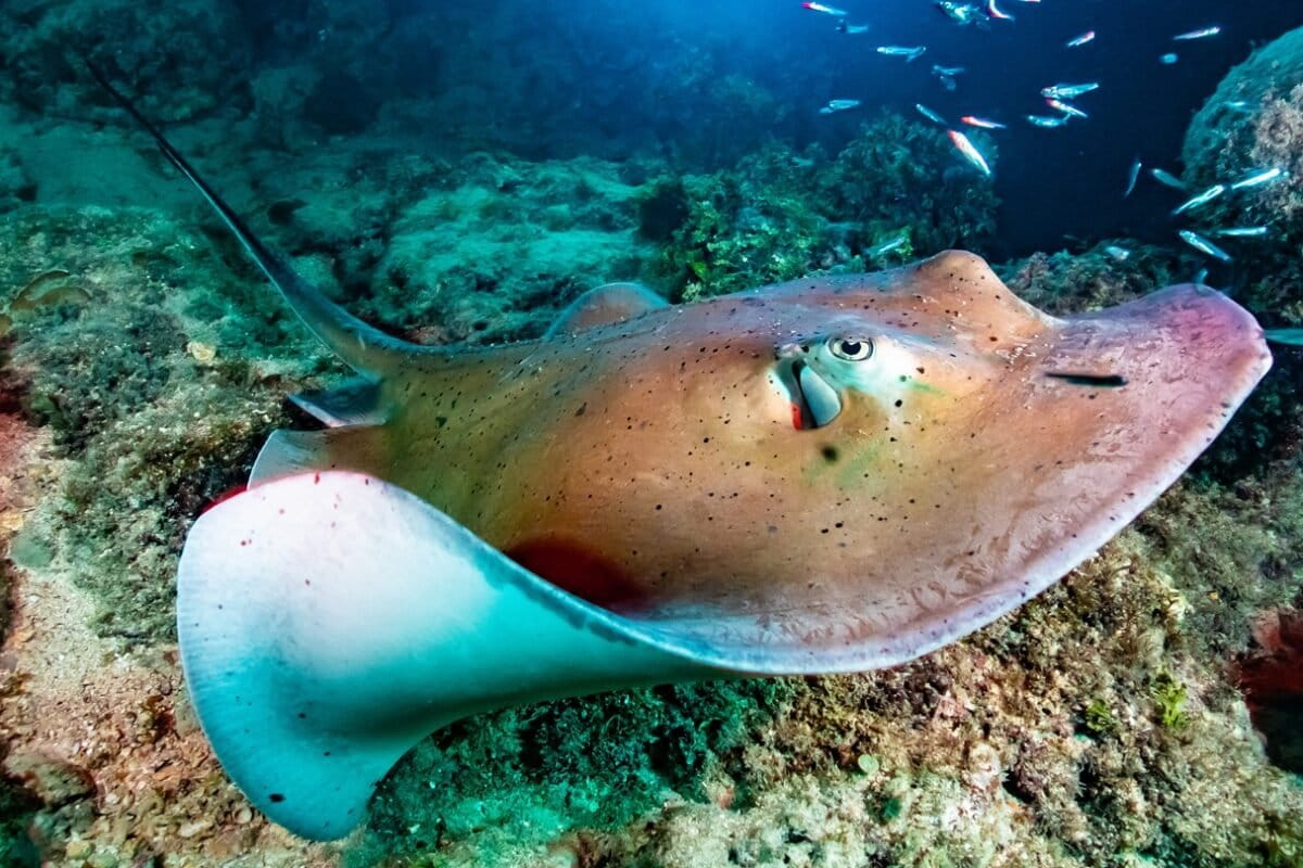 What did it deliver for the ocean? What did it deliver for the ocean?