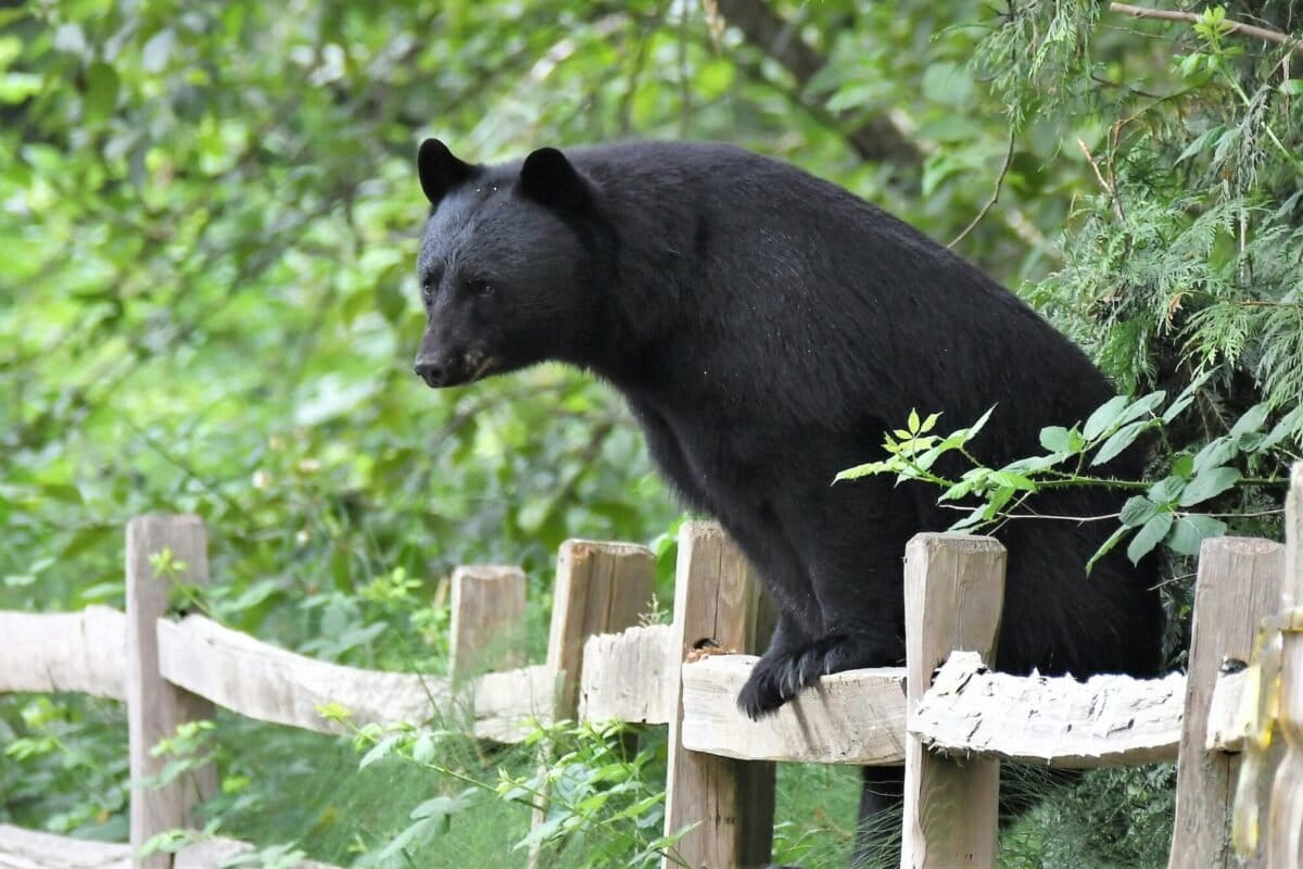 Drought amplifies human-wildlife conflict, study finds