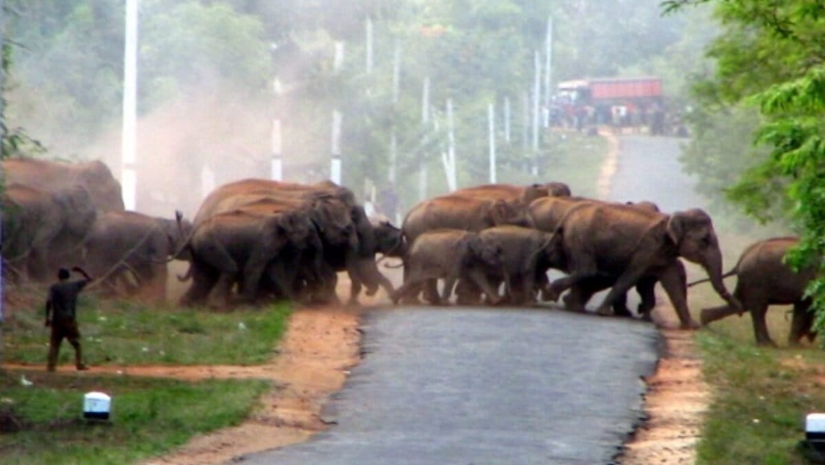 As Sri Lanka continues new elephant drive, scientists warn…
