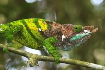 O'Shaughnessy's chameleon (Calumma oshaughnessyi), restricted to Madagascar. Image courtesy of Ricardo Rocha.
