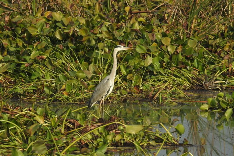 Bird diversity drops in human-dominated habitats, Nepal study suggests – Mongabay