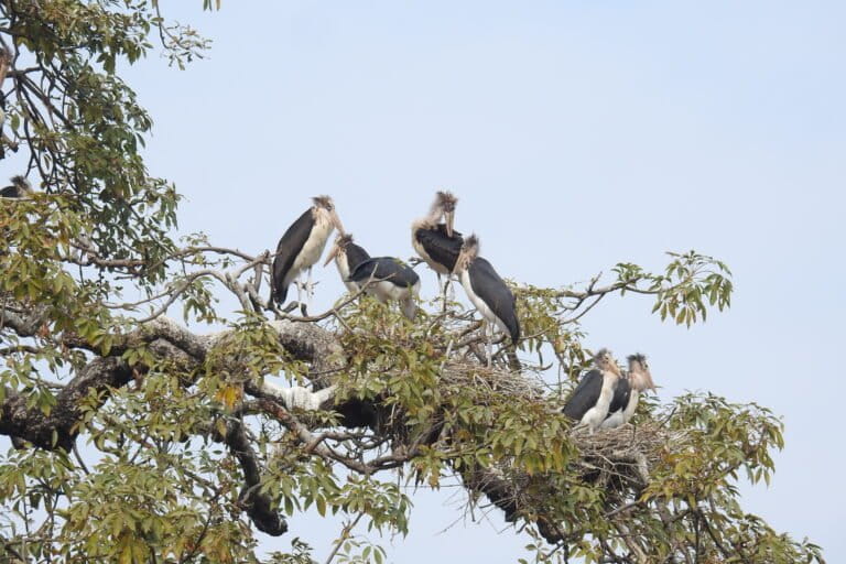 Fledglings of Lesser Adjutant in the Parsa-Koshi Complex. Image by Hem Bahadur Katuwal.