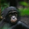 A juvenile bonobo (Pan paniscus) gazes at an uncertain future.