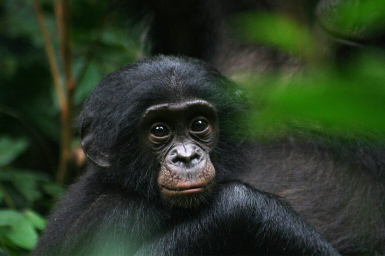 A juvenile bonobo (Pan paniscus) gazes at an uncertain future.