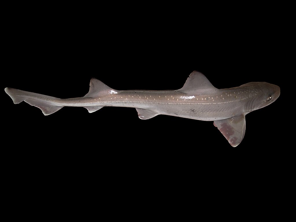photo of 45 more shark species up for CITES protections; tight vote expected image