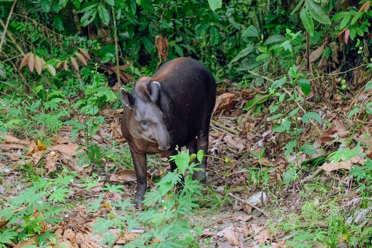 New agreement aims to streamline Amazon Rainforest protection efforts