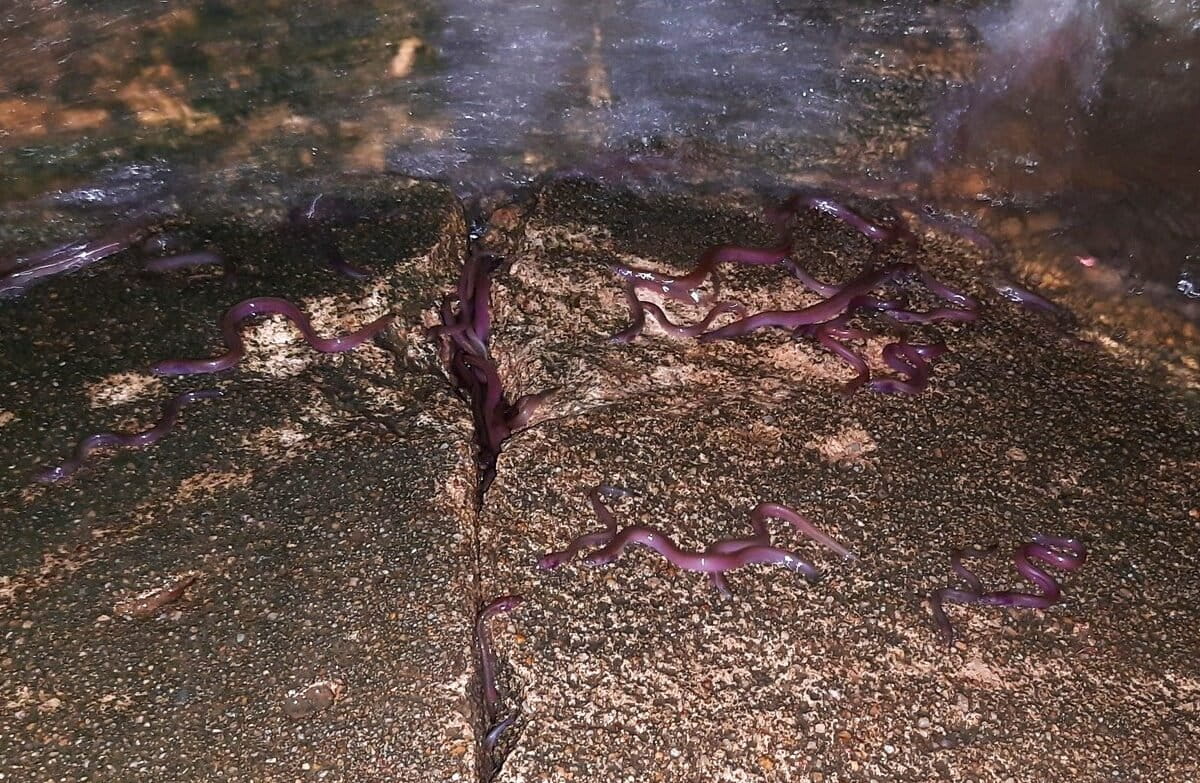 Behind Sri Lanka’s ‘fish rain’ lies a web of migrations now blocked by rising dams