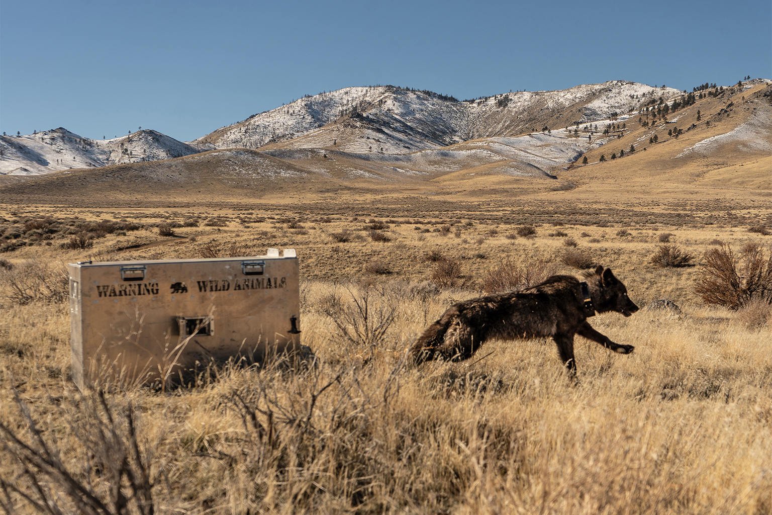 Biologists captured 12 wolves in northern California in early 2025 and outfitted them with GPS collars to track their movements.