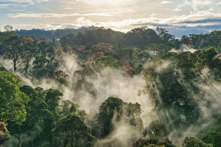 Rainforest in northern Borneo. Photo by Rhett Ayers Butler