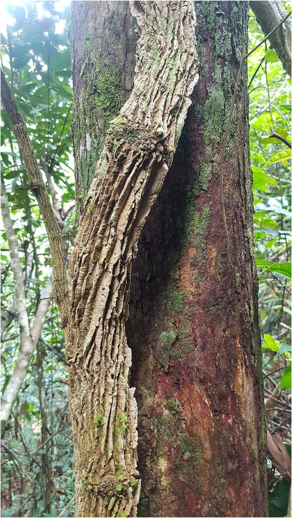 The Punan frequently harvest the roots of Coscinium fenestratum, known locally as Akar Penawar Kuning. Photo by Philip Lepun.