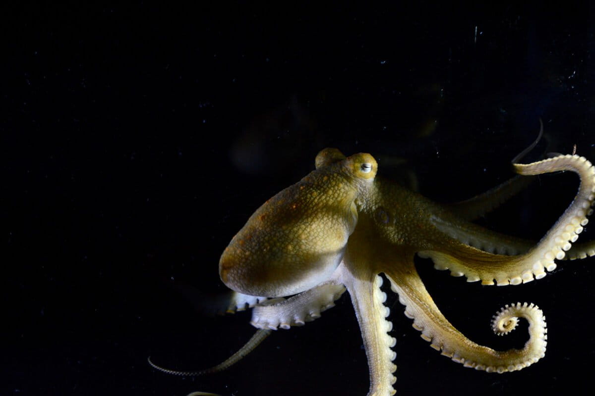 Octopuses use their arms to sense and respond to microbiomes on the seafloor