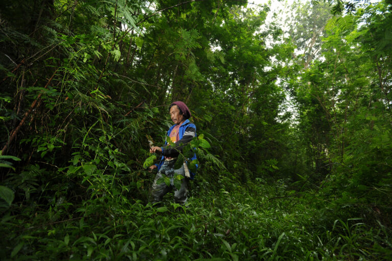 Forestry in Indonesia