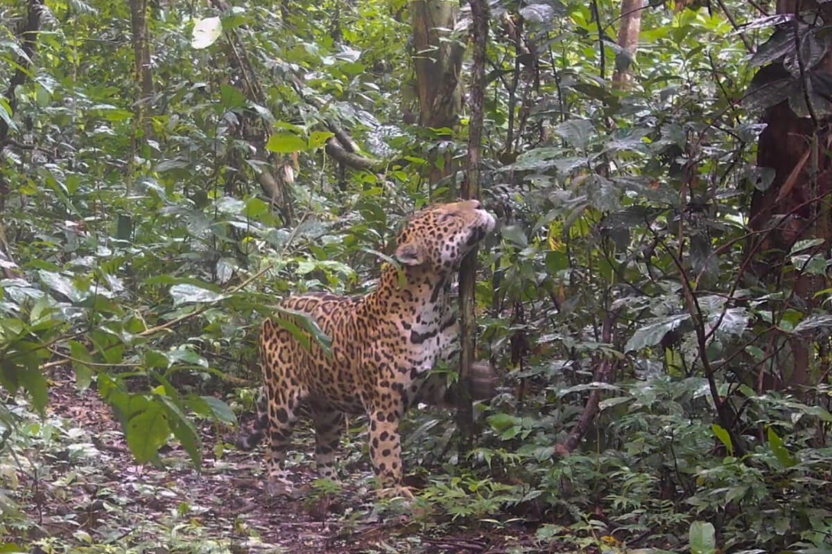 In Ecuador’s Yasuní, cameras reveal the wild neighbors visitors rarely see