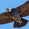 Andean condor flying